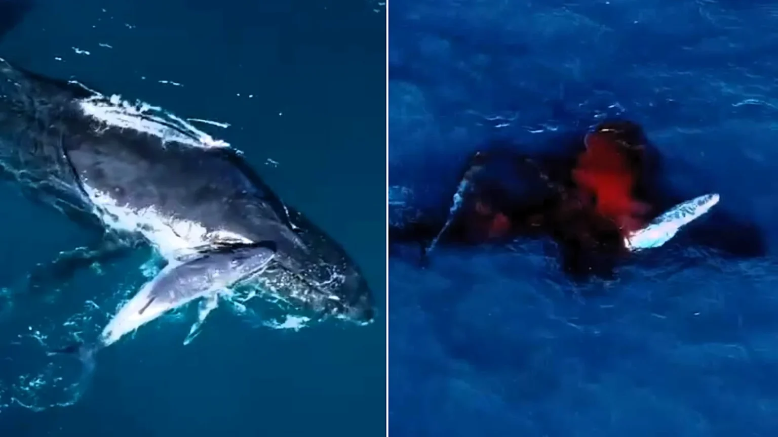 Drone captures a humpback whale giving birth for the first time ever - a rare glimpse of a newborn calf taking its first breath at the surface.