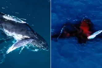 Drone captures a humpback whale giving birth for the first time ever - a rare glimpse of a newborn calf taking its first breath at the surface.