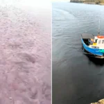 A fisherman and his nine-year-old twins sailed into a mile-wide bloom of millions of jellyfish off Scotland - and feared it would leave them stranded.