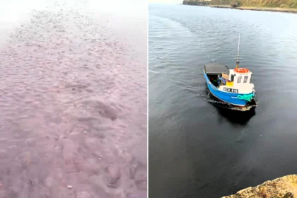 A fisherman and his nine-year-old twins sailed into a mile-wide bloom of millions of jellyfish off Scotland - and feared it would leave them stranded.