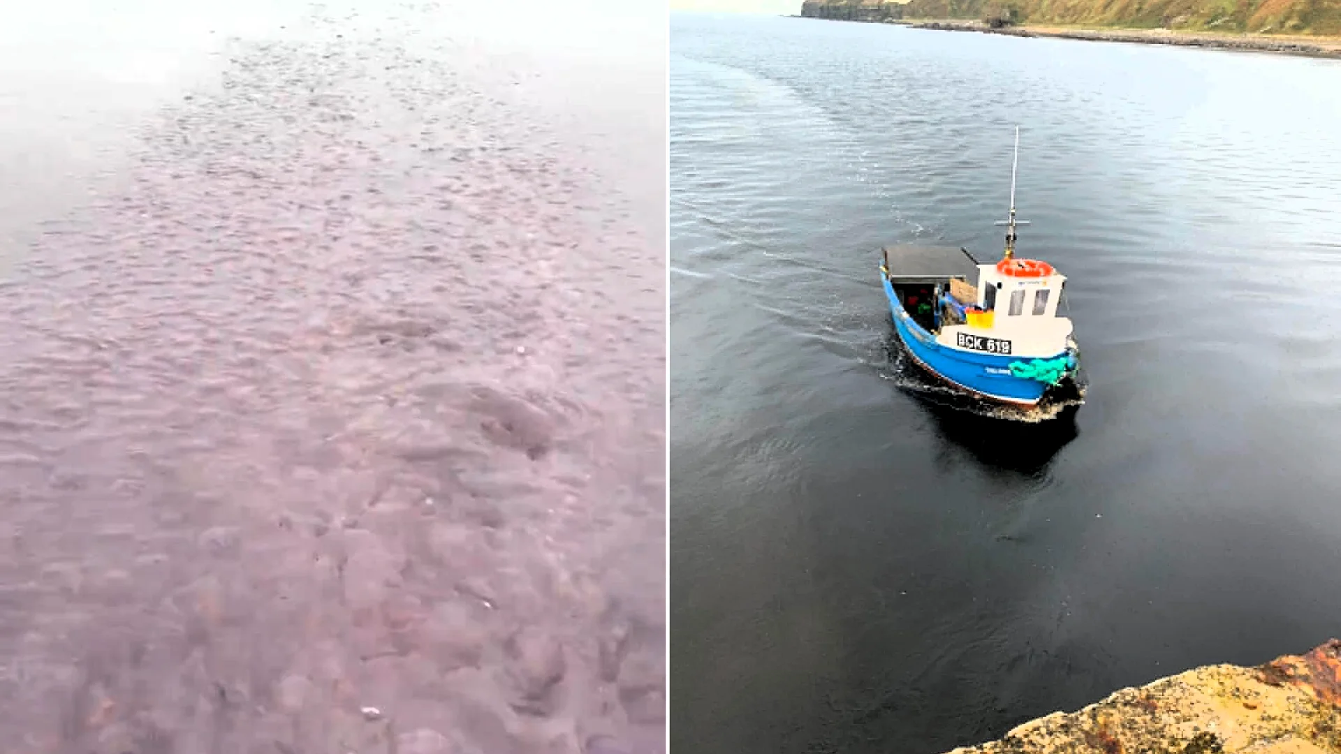 A fisherman and his nine-year-old twins sailed into a mile-wide bloom of millions of jellyfish off Scotland - and feared it would leave them stranded.