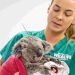 A young koala named Bamse is the first in the world to receive a chlamydia vaccine implant, hailed a massive breakthrough for saving the iconic species.