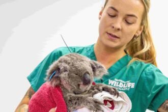 A young koala named Bamse is the first in the world to receive a chlamydia vaccine implant, hailed a massive breakthrough for saving the iconic species.