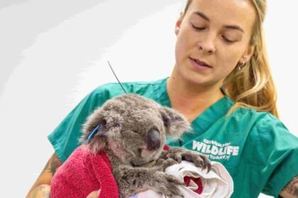 A young koala named Bamse is the first in the world to receive a chlamydia vaccine implant, hailed a massive breakthrough for saving the iconic species.