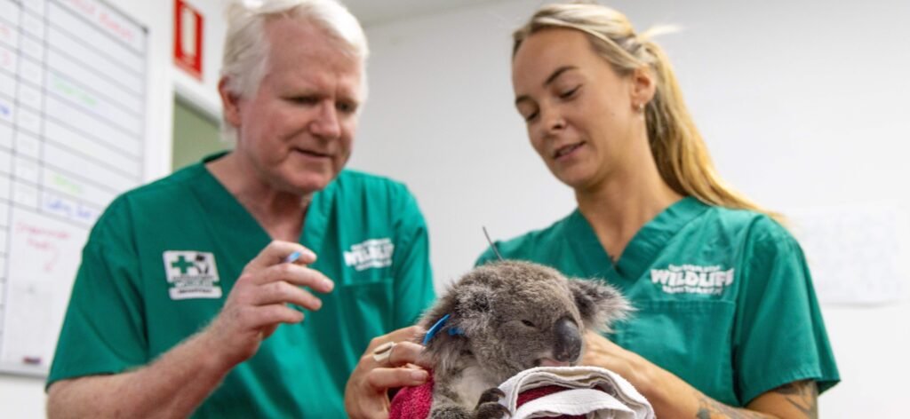 A young koala named Bamse is the first in the world to receive a chlamydia vaccine implant, hailed a massive breakthrough for saving the iconic species.