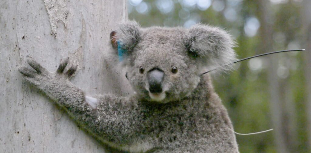 A young koala named Bamse is the first in the world to receive a chlamydia vaccine implant, hailed a massive breakthrough for saving the iconic species.