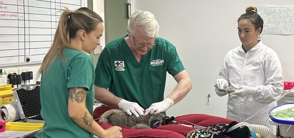 A young koala named Bamse is the first in the world to receive a chlamydia vaccine implant, hailed a massive breakthrough for saving the iconic species.