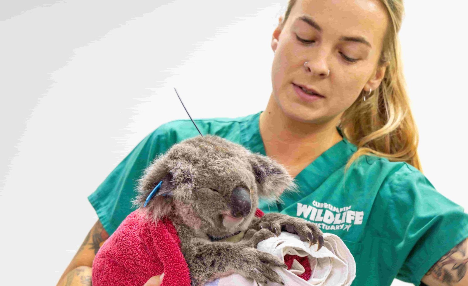 A young koala named Bamse is the first in the world to receive a chlamydia vaccine implant, hailed a massive breakthrough for saving the iconic species.