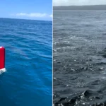 A huge shark believed to possibly be a great white has been filmed circling a boat off Nazare in Portugal - the 10ft to 13ft animal even showed "curiosity" towards the vessel.