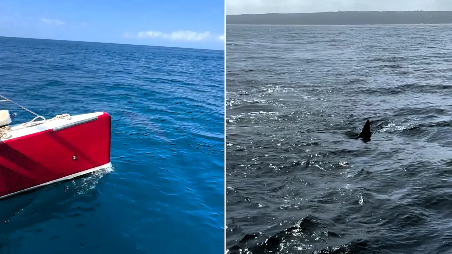 A huge shark believed to possibly be a great white has been filmed circling a boat off Nazare in Portugal - the 10ft to 13ft animal even showed "curiosity" towards the vessel.