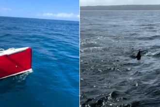 A huge shark believed to possibly be a great white has been filmed circling a boat off Nazare in Portugal - the 10ft to 13ft animal even showed "curiosity" towards the vessel.