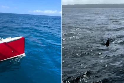 A huge shark believed to possibly be a great white has been filmed circling a boat off Nazare in Portugal - the 10ft to 13ft animal even showed "curiosity" towards the vessel.