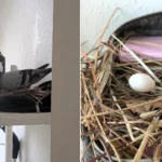 Woman returns home to find a pigeon has nested in her makeup bag and laid two eggs - now she has named the family and plans to let them stay until the chicks hatch.