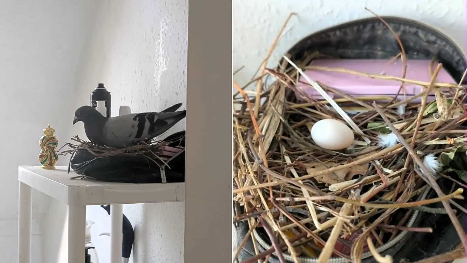 Woman returns home to find a pigeon has nested in her makeup bag and laid two eggs - now she has named the family and plans to let them stay until the chicks hatch.