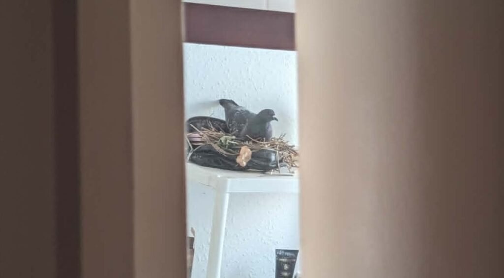 Woman returns home to find a pigeon has nested in her makeup bag and laid two eggs - now she has named the family and plans to let them stay until the chicks hatch.