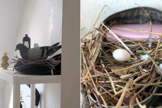 Woman returns home to find a pigeon has nested in her makeup bag and laid two eggs - now she has named the family and plans to let them stay until the chicks hatch.