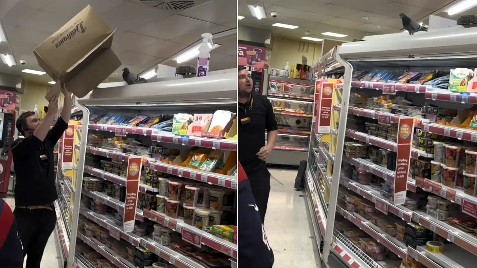 A pigeon strolled through a Sainsbury's in Bristol "like it owned the place" and headed for the meal deal aisle - as staff failed to catch the crafty bird with a box.