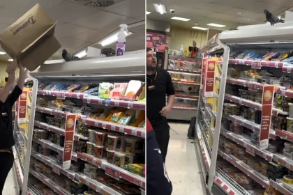 A pigeon strolled through a Sainsbury's in Bristol "like it owned the place" and headed for the meal deal aisle - as staff failed to catch the crafty bird with a box.