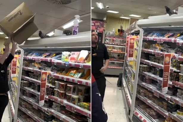 A pigeon strolled through a Sainsbury's in Bristol "like it owned the place" and headed for the meal deal aisle - as staff failed to catch the crafty bird with a box.