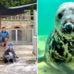 A psychic seal named Aayla has made her latest World Cup prediction - and she's once again backing England to beat DR Congo in their knockout clash.