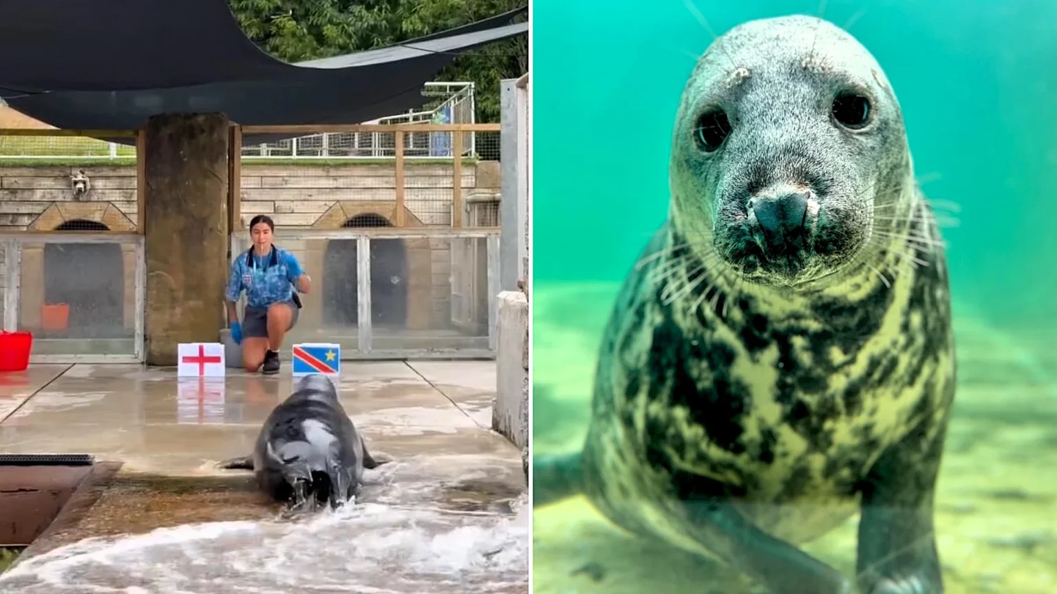 A psychic seal named Aayla has made her latest World Cup prediction - and she's once again backing England to beat DR Congo in their knockout clash.