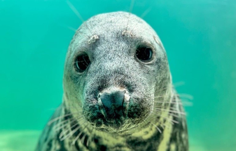 A psychic seal named Aayla has made her latest World Cup prediction - and she's once again backing England to beat DR Congo in their knockout clash.