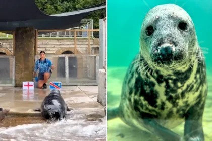 A psychic seal named Aayla has made her latest World Cup prediction - and she's once again backing England to beat DR Congo in their knockout clash.