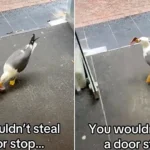 A brazen seagull marched into a Blackpool HMV and stole its door stop - and staff say it's the same bird that's been plotting the heist all week.