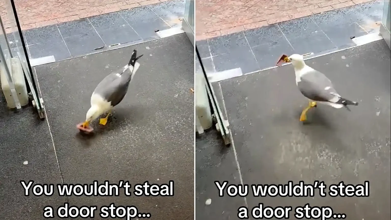 A brazen seagull marched into a Blackpool HMV and stole its door stop - and staff say it's the same bird that's been plotting the heist all week.