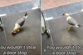 A brazen seagull marched into a Blackpool HMV and stole its door stop - and staff say it's the same bird that's been plotting the heist all week.