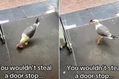 A brazen seagull marched into a Blackpool HMV and stole its door stop - and staff say it's the same bird that's been plotting the heist all week.