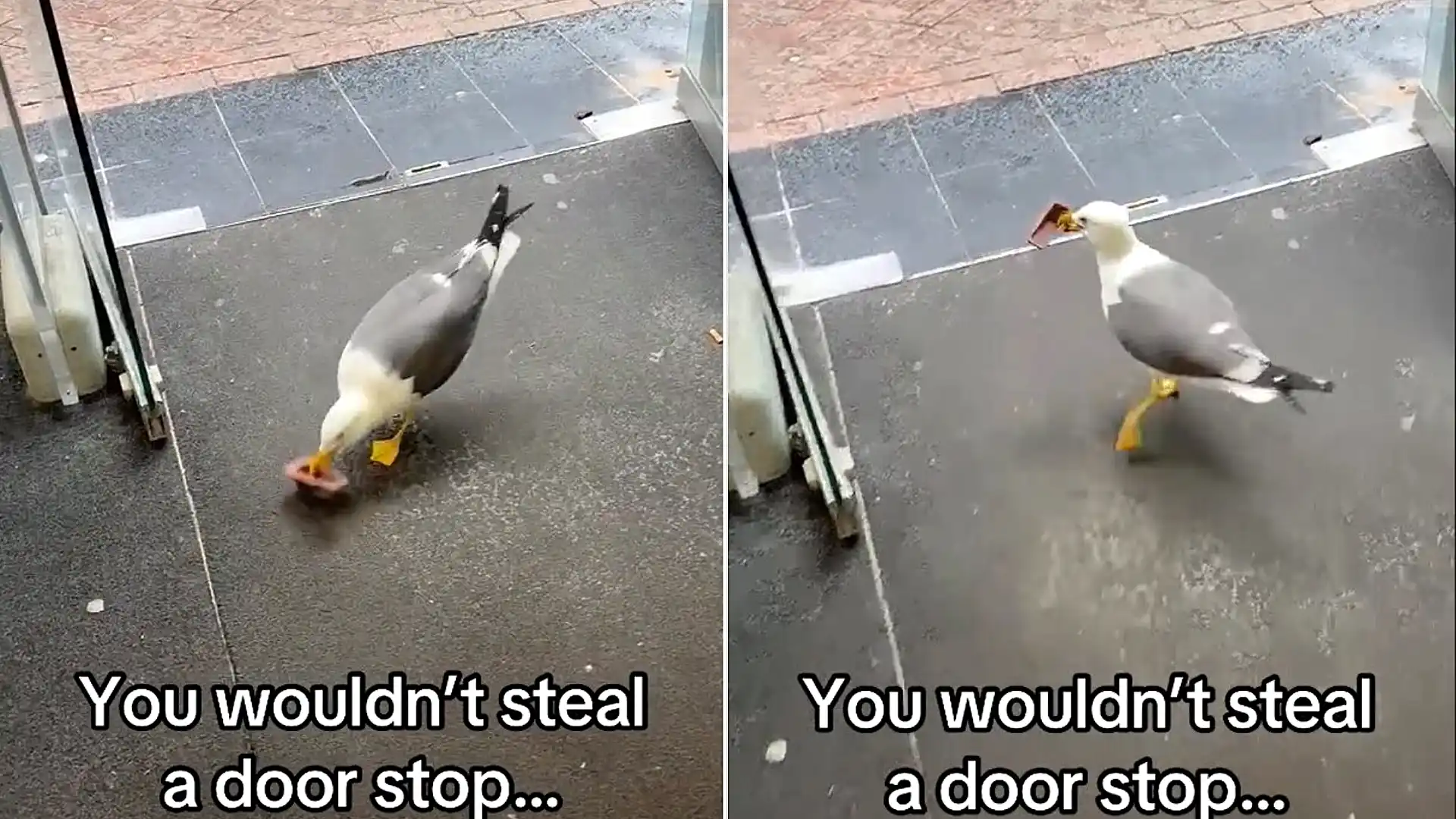 A brazen seagull marched into a Blackpool HMV and stole its door stop - and staff say it's the same bird that's been plotting the heist all week.