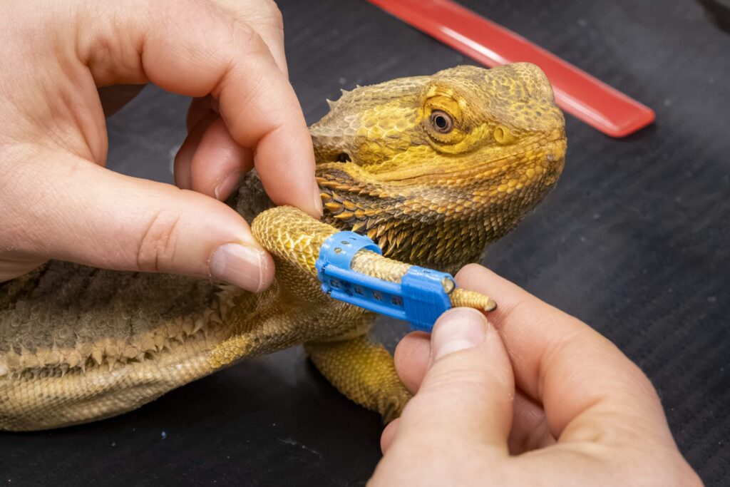 Injured bearded dragon Ned gets a custom 3D-printed leg splint, becoming the first animal at his sanctuary to receive the innovative treatment.