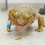 Injured bearded dragon Ned gets a custom 3D-printed leg splint, becoming the first animal at his sanctuary to receive the innovative treatment.