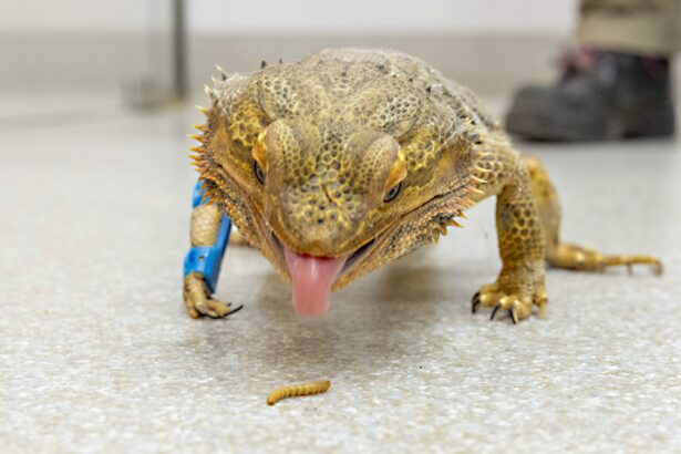 Injured bearded dragon Ned gets a custom 3D-printed leg splint, becoming the first animal at his sanctuary to receive the innovative treatment.