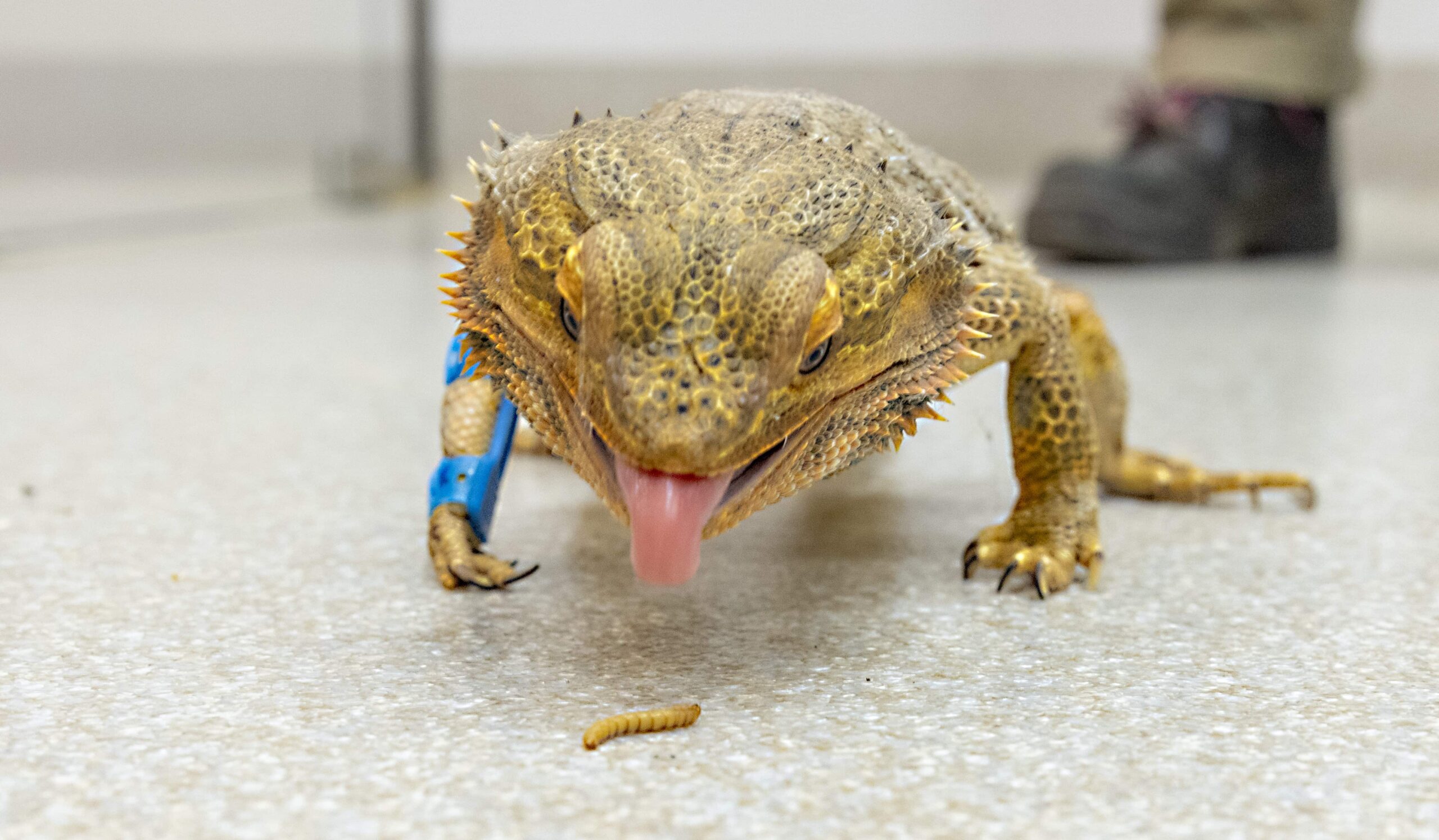 Injured bearded dragon Ned gets a custom 3D-printed leg splint, becoming the first animal at his sanctuary to receive the innovative treatment.