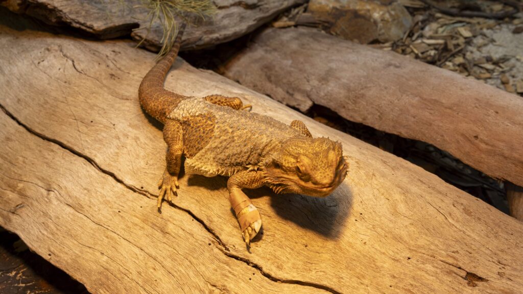 Injured bearded dragon Ned gets a custom 3D-printed leg splint, becoming the first animal at his sanctuary to receive the innovative treatment.