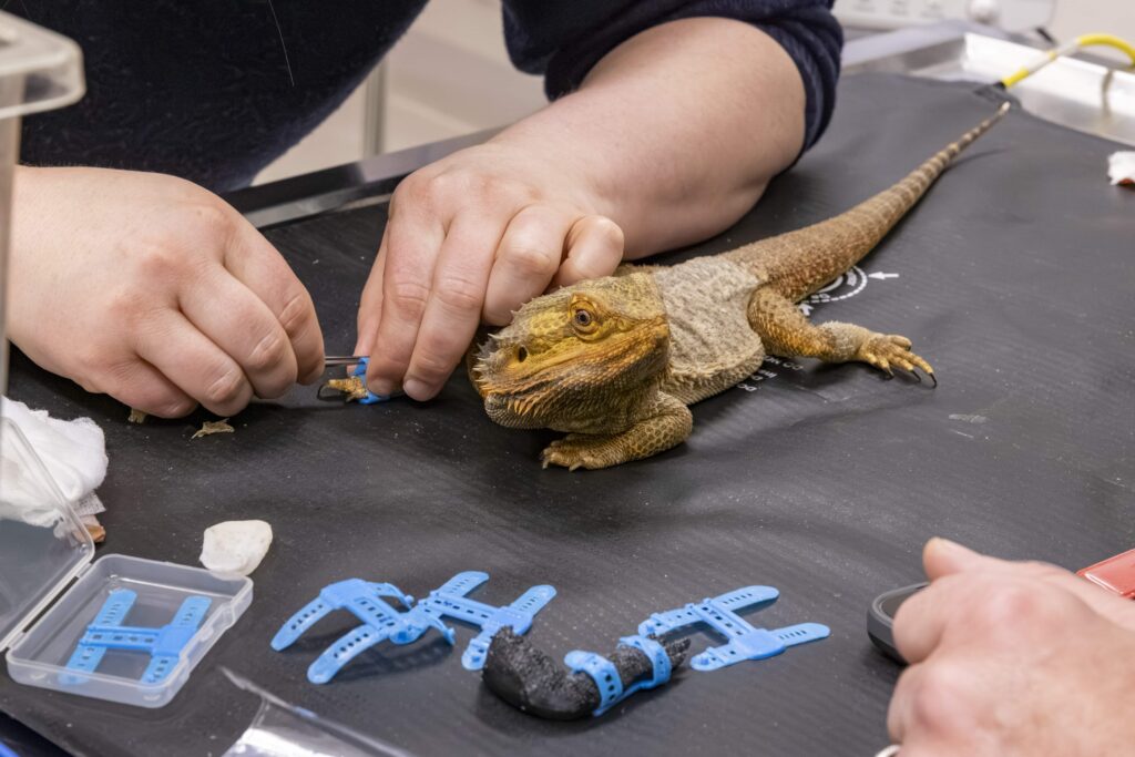 Injured bearded dragon Ned gets a custom 3D-printed leg splint, becoming the first animal at his sanctuary to receive the innovative treatment.
