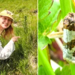 The Dover Twist moth, thought extinct in England for 73 years, is making a remarkable comeback after more than 20 were found during a fresh search in Kent.