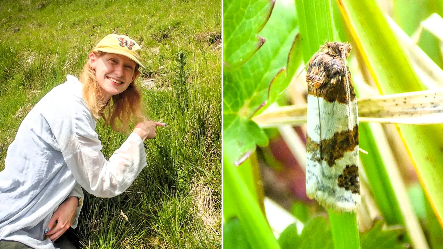The Dover Twist moth, thought extinct in England for 73 years, is making a remarkable comeback after more than 20 were found during a fresh search in Kent.