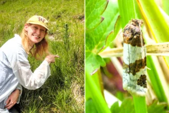 The Dover Twist moth, thought extinct in England for 73 years, is making a remarkable comeback after more than 20 were found during a fresh search in Kent.