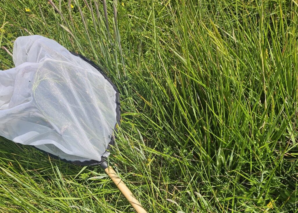 The Dover Twist moth, thought extinct in England for 73 years, is making a remarkable comeback after more than 20 were found during a fresh search in Kent.