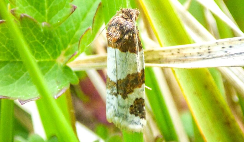 The Dover Twist moth, thought extinct in England for 73 years, is making a remarkable comeback after more than 20 were found during a fresh search in Kent.