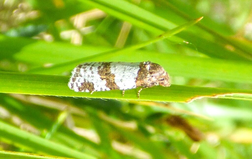 The Dover Twist moth, thought extinct in England for 73 years, is making a remarkable comeback after more than 20 were found during a fresh search in Kent.