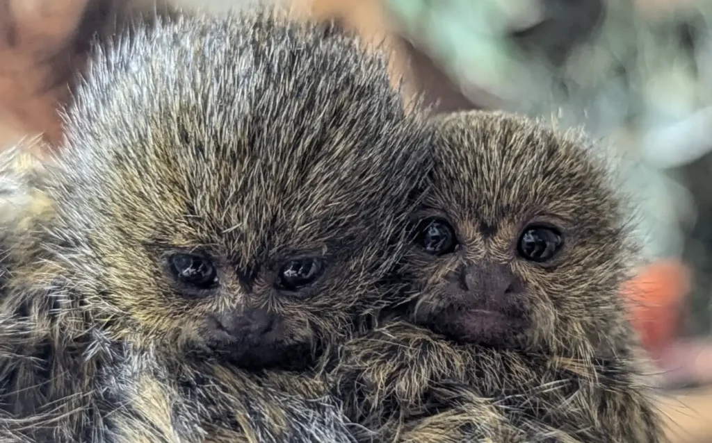 World's smallest monkey twins born at Shaldon Wildlife Trust! Rare Eastern pygmy marmosets arrive after parents Pablo & Tumble bond in just 6 months.