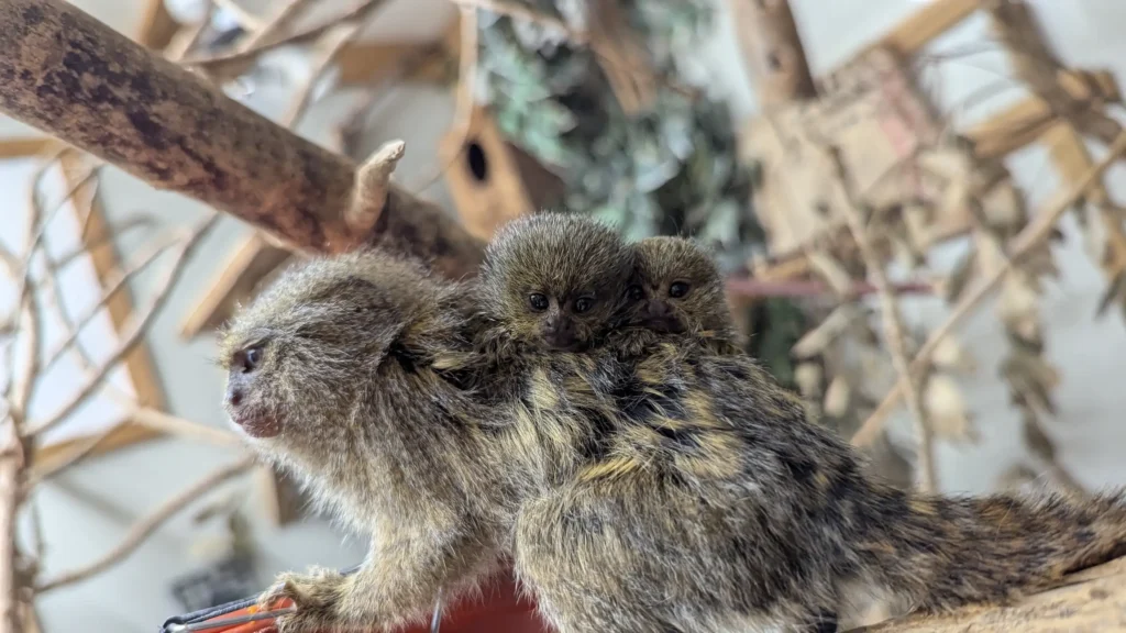World's smallest monkey twins born at Shaldon Wildlife Trust! Rare Eastern pygmy marmosets arrive after parents Pablo & Tumble bond in just 6 months.