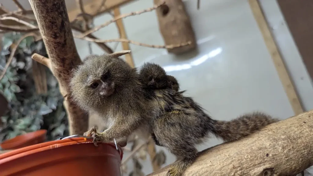 World's smallest monkey twins born at Shaldon Wildlife Trust! Rare Eastern pygmy marmosets arrive after parents Pablo & Tumble bond in just 6 months.