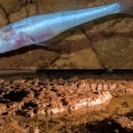 A pale, eyeless "demon" cavefish dubbed one of the world's rarest species has been found in a single Alabama cave - named after the monster from Stranger Things.