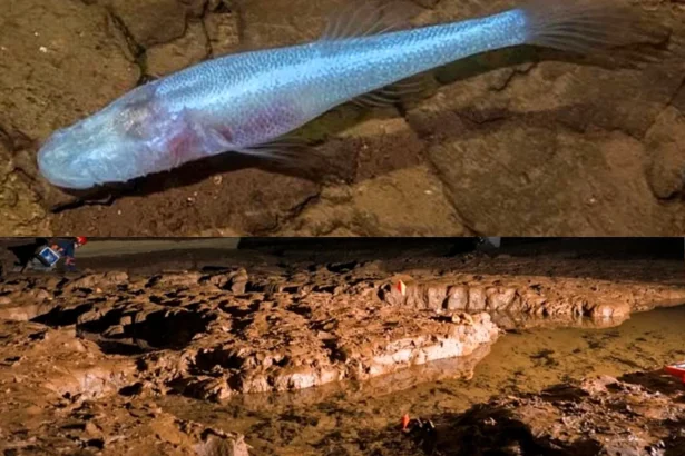 A pale, eyeless "demon" cavefish dubbed one of the world's rarest species has been found in a single Alabama cave - named after the monster from Stranger Things.