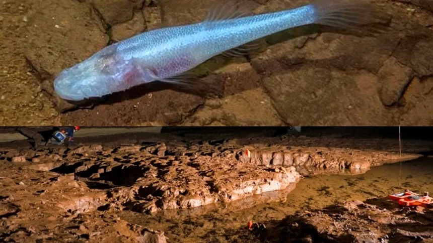 A pale, eyeless "demon" cavefish dubbed one of the world's rarest species has been found in a single Alabama cave - named after the monster from Stranger Things.